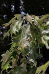 Cherrybark oak